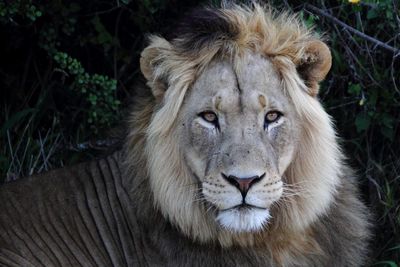 Portrait of lion relaxing on field 