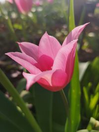 Close-up of pink flower