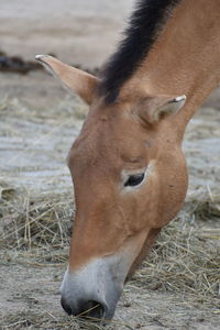 Close-up of a horse on field