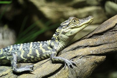 Baby crocodile resting on a branch