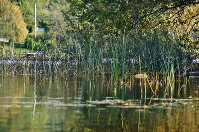 Reflection of trees in lake