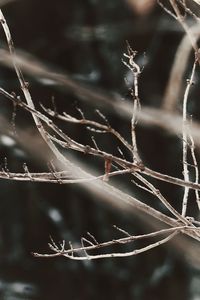 Close-up of spider web on plant