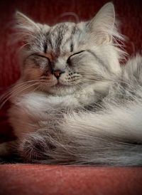 Close-up of rag doll cat sleeping