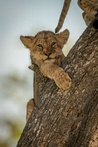 Portrait of lion cub resting on tree trunk