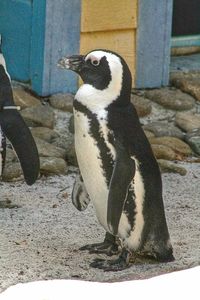 penguin