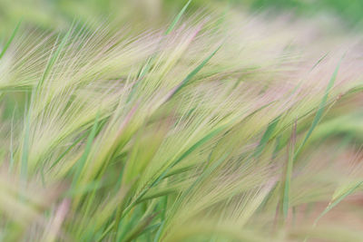 Close-up of stalks in field