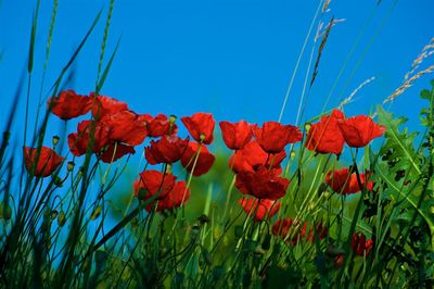 Close-up of red poppy flowers blooming on field