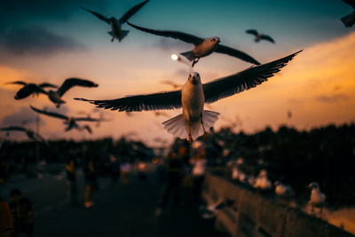 Close-up of bird flying against sky during sunset