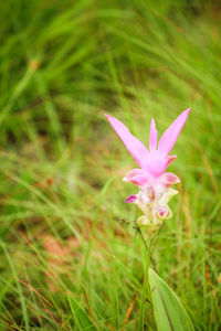 Close-up of pink crocus flower on field