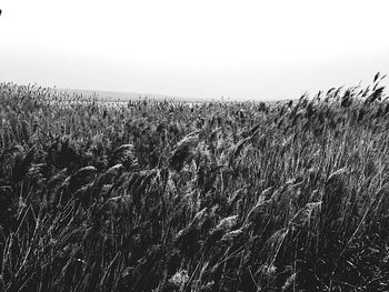 View of wheat field against clear sky