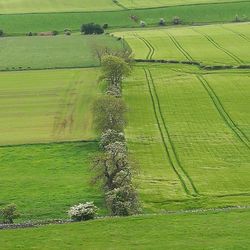 View of green landscape