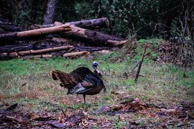 View of a bird on dirt road