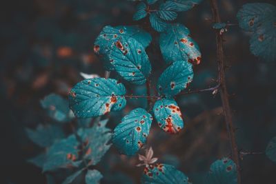 Close-up of berries growing on tree