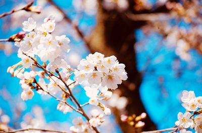 Close-up of cherry blossom