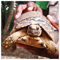 Close-up of person holding turtle