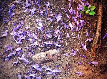 High angle view of purple flowers on field
