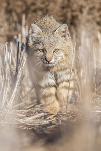 Portrait of cat lying on field