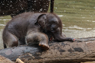 Dog relaxing on wood