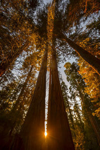 Low angle view of sunlight streaming through trees in forest