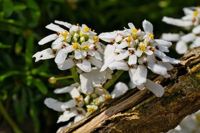 Close-up of white flowering plant