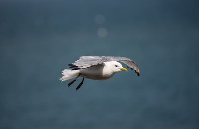 Close-up of seagull flying against sky