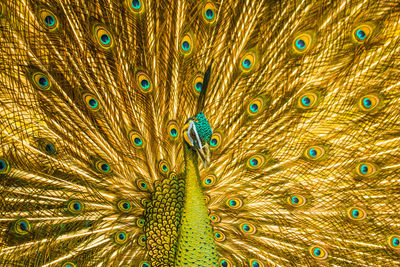 Full frame shot of peacock