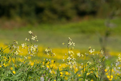 grassland