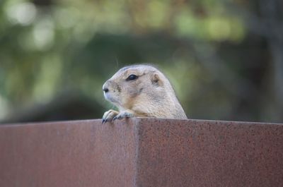 Close-up of squirrel on wall