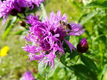 Close-up of bee on purple flower