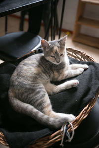 Cat sleeping in basket