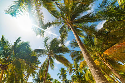 Low angle view of coconut palm trees against sky