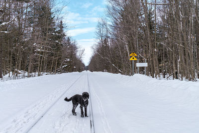 Dog on snow covered landscape