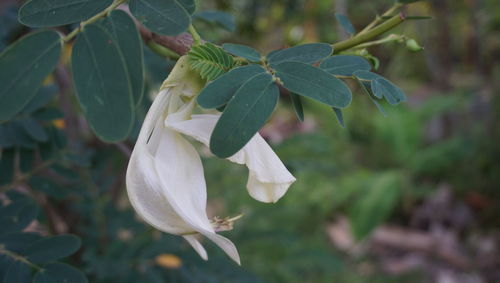 Close-up of white flowering plant