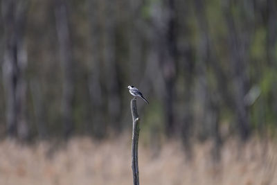 Pied wagtail on a perch