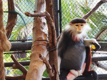 Monkey in cage at zoo