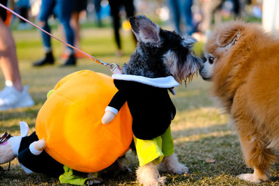 Dogs playing on field