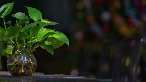 Close-up of vase on table