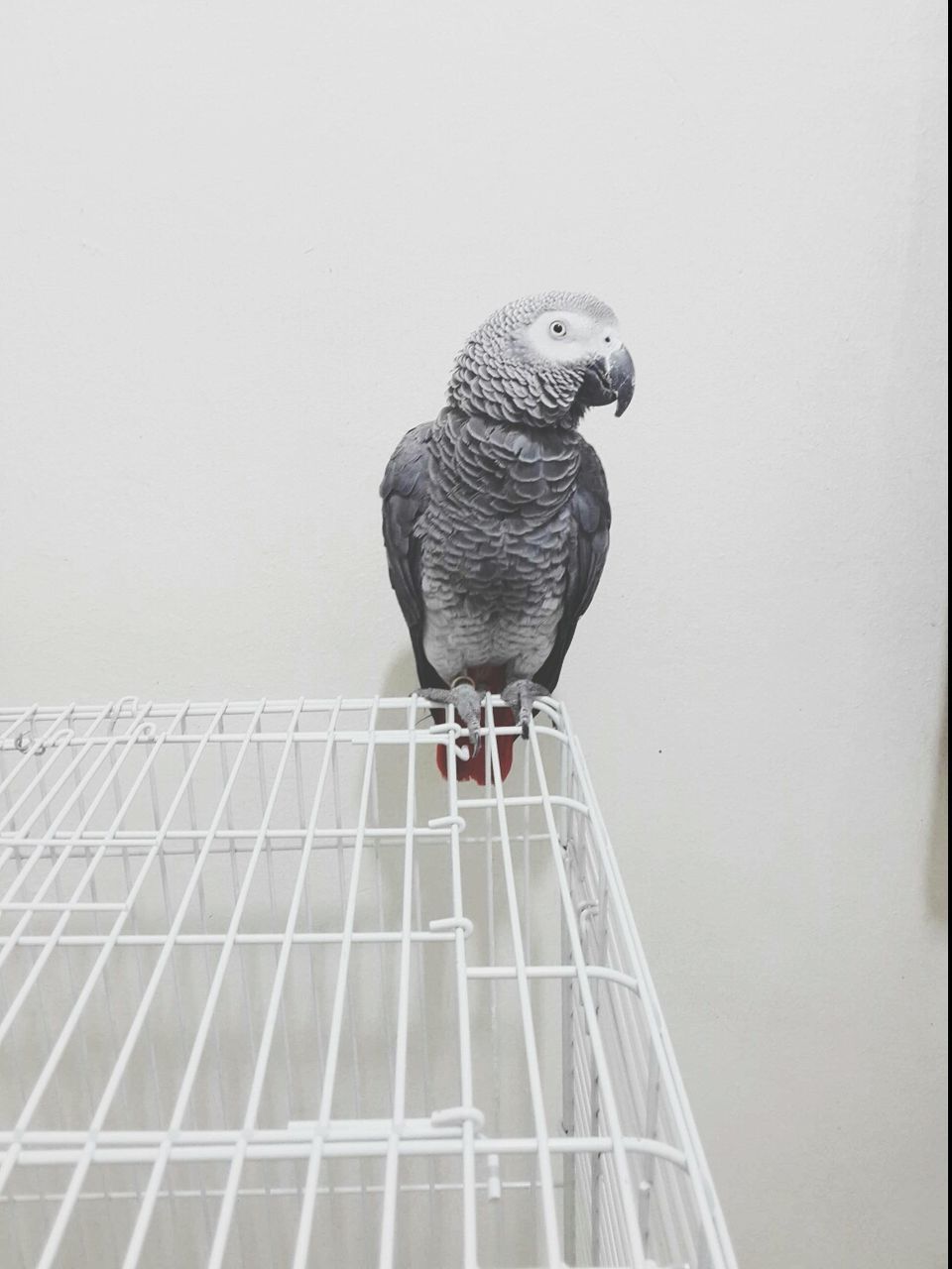 one animal, bird, animal themes, low angle view, copy space, clear sky, built structure, architecture, animals in the wild, wildlife, perching, day, building exterior, no people, outdoors, full length, metal, wall - building feature, close-up, art and craft