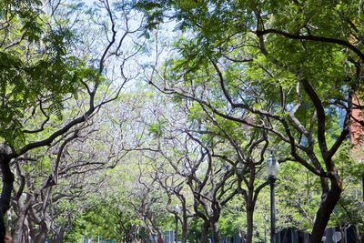 Low angle view of trees