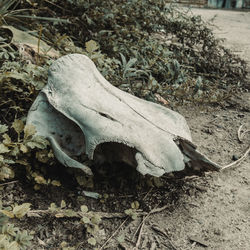 High angle view of dry leaves on sandy beach