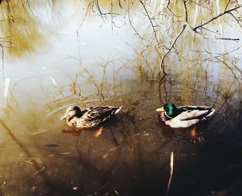 High angle view of ducks swimming on lake