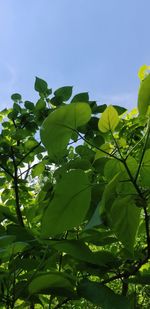 Low angle view of leaves against sky