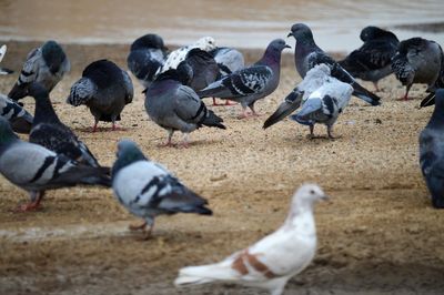 Flock of pigeons