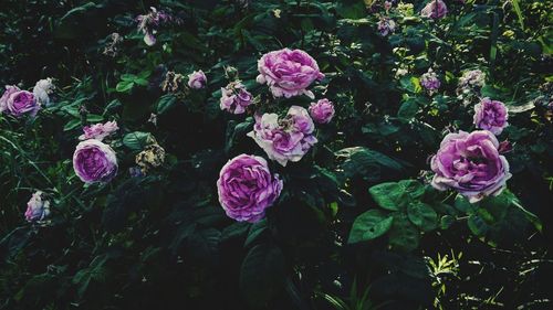 High angle view of pink flowering plant