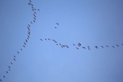 Low angle view of birds flying in sky