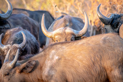 View of deer