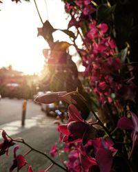 Close-up of pink flowering plant against bright sun