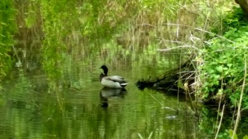 Ducks in water