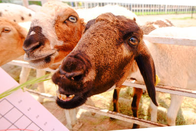 Close-up portrait of a sheep in pen
