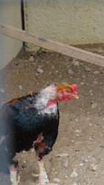 Close-up of rooster